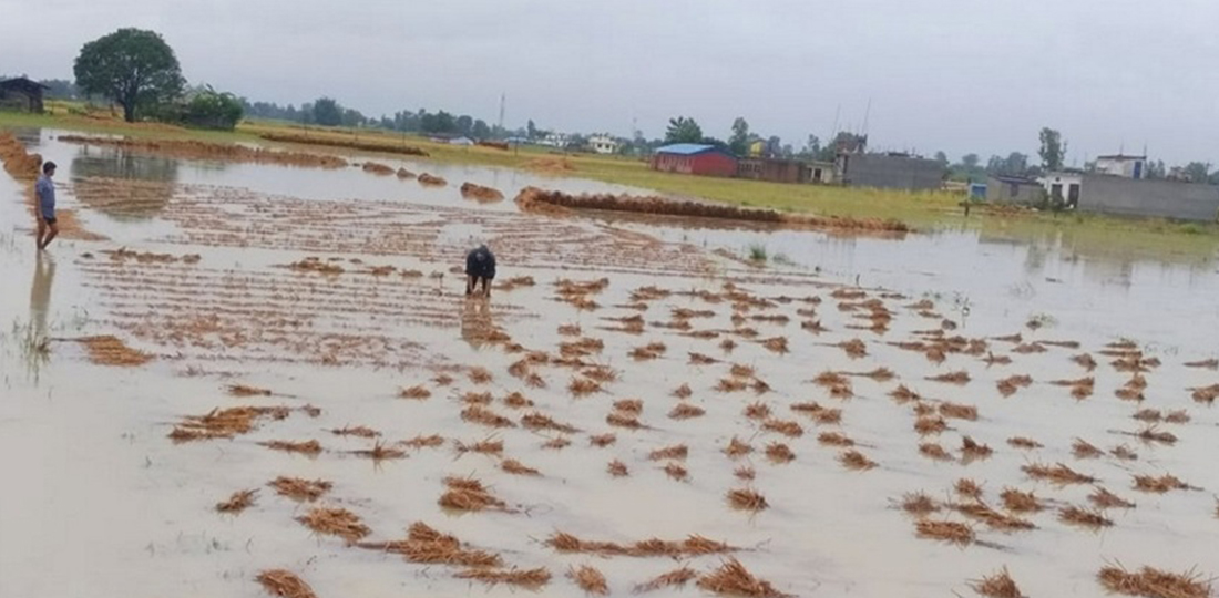 Impact of unseasonal rains: Rice production down by 8.74 %