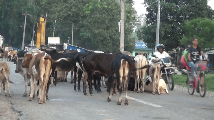 Writ filed at Supreme Court seeking protection to stray cows and oxen