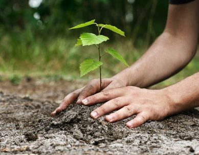 28,000 saplings planted under forest rehabilitation campaign