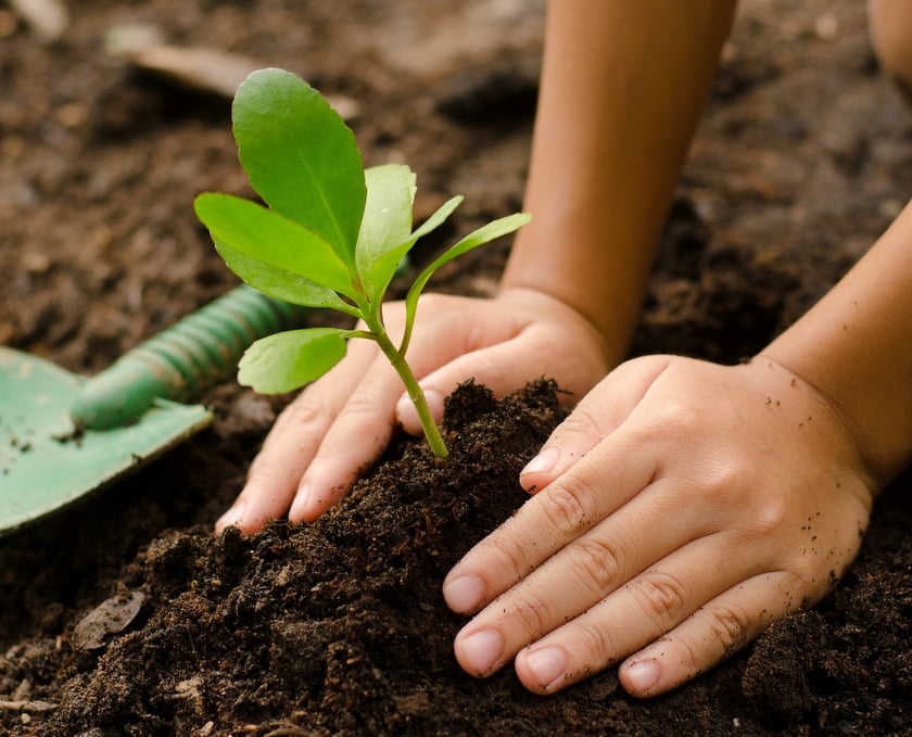 400 saplings planted