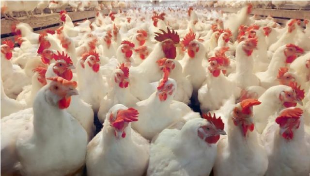 Int’l symposium on poultry production kicks off in Chitwan
