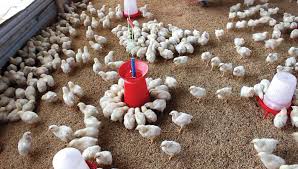 Poultry farmers worried over dwindling business