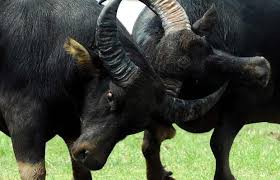 गुल्मीमा राँगाको तथ्याङ्क सङ्कलन गरिँदै