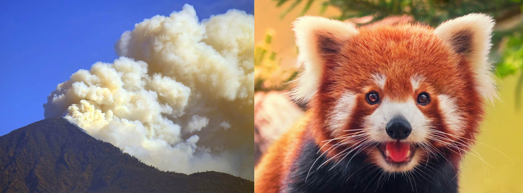 Endangered Red Panda in crisis with forest fire ravaging wildlife habitat