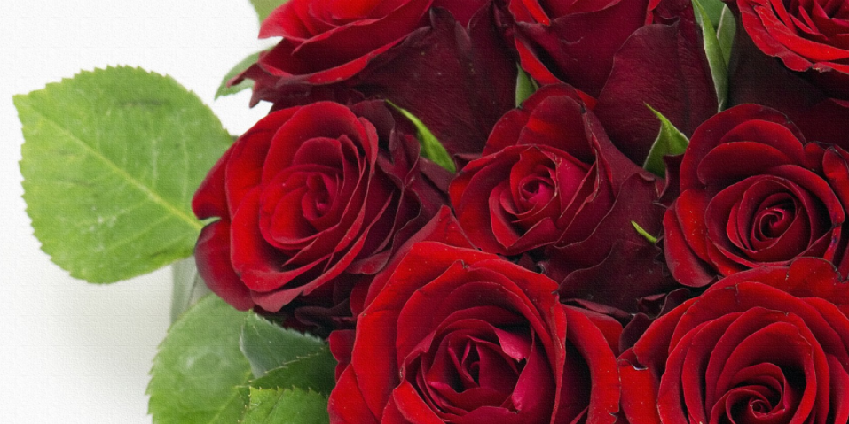 ‘भ्यालेन्टाइन डे’मा २ लाख ३० हजार गुलाबको फूल, ९० प्रतिशत आयात