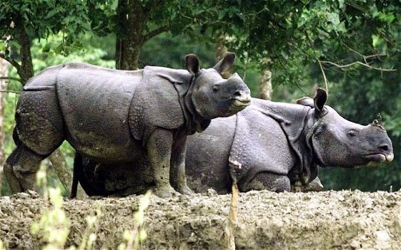 China-bound rhinos arrive central capital