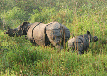 CNP records deaths of 26 rhinos in a year
