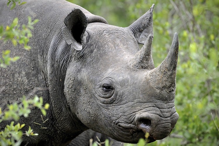 Study team formed over rising death of rhinos