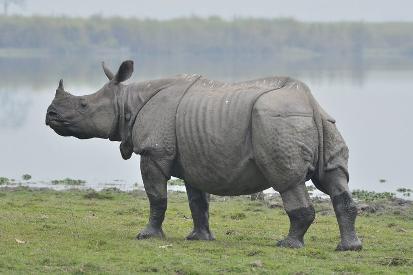 Number of one-horned rhinos up at Shuklaphanta national park