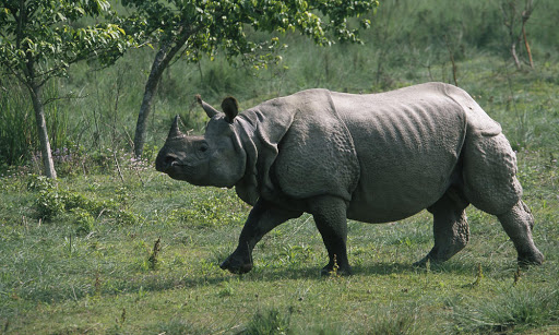 Woman injured in rhino attack