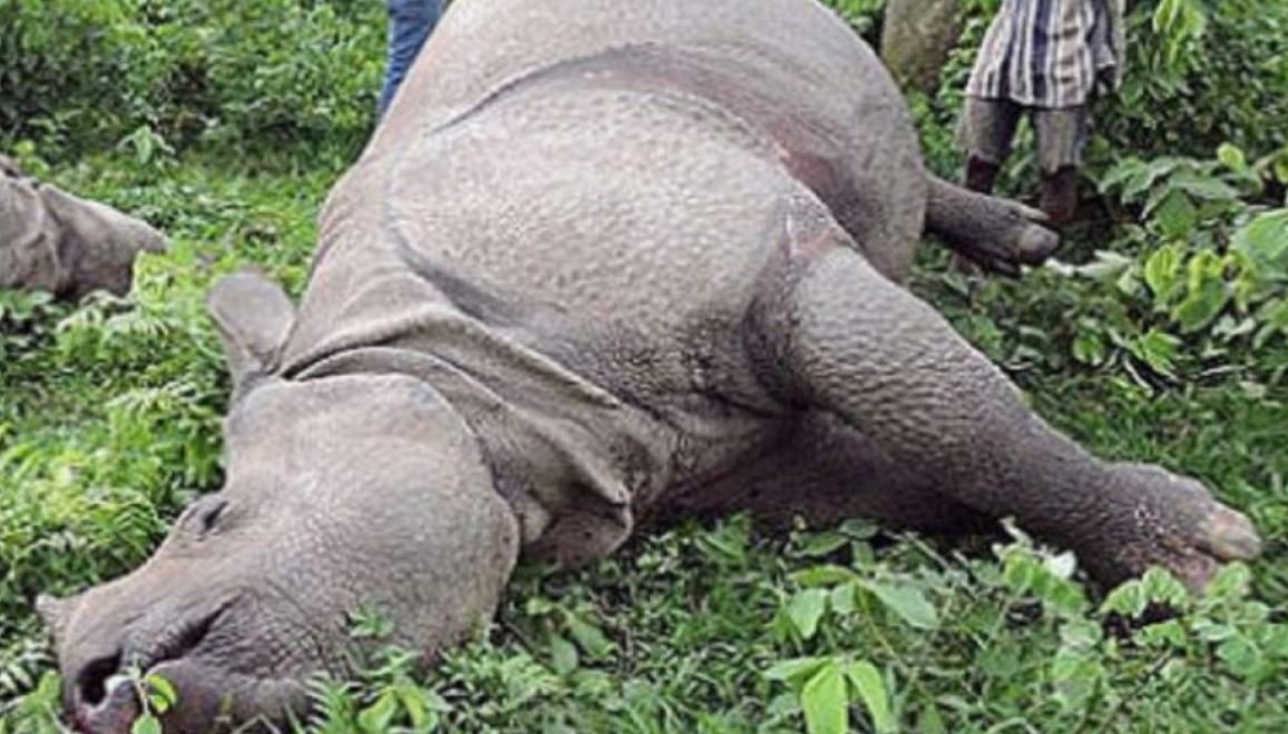 Rhino found killed in CNP