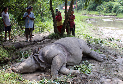 Four rhinos killed in CNP in less than a month