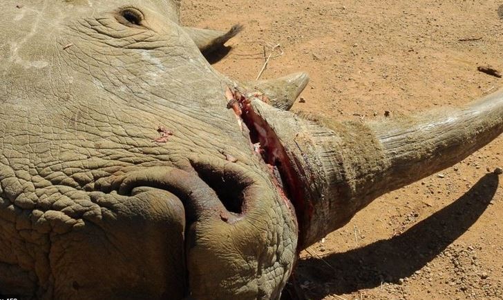 Rhino horn recovered from river bank