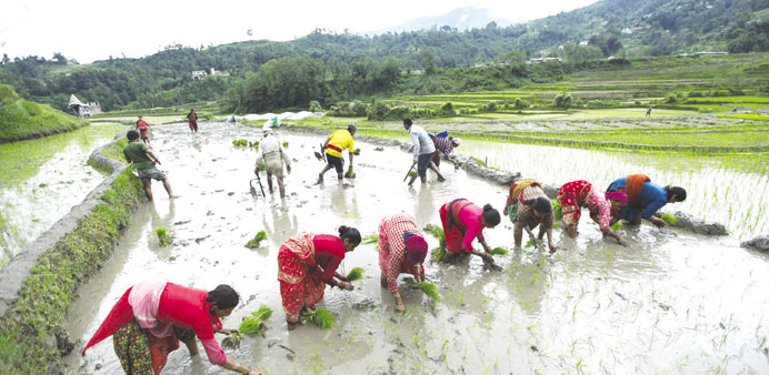 Farmers face fertiliser shortage in rice planting season