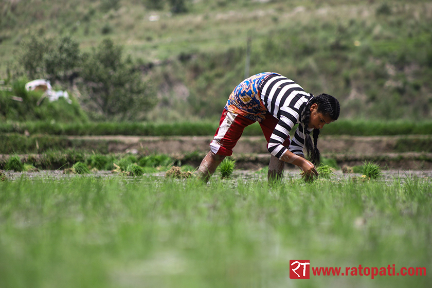 ब्याड राख्ने बेलामा धानको बीउ अभाव : भारतीय बजारमाथि किसान निर्भर
