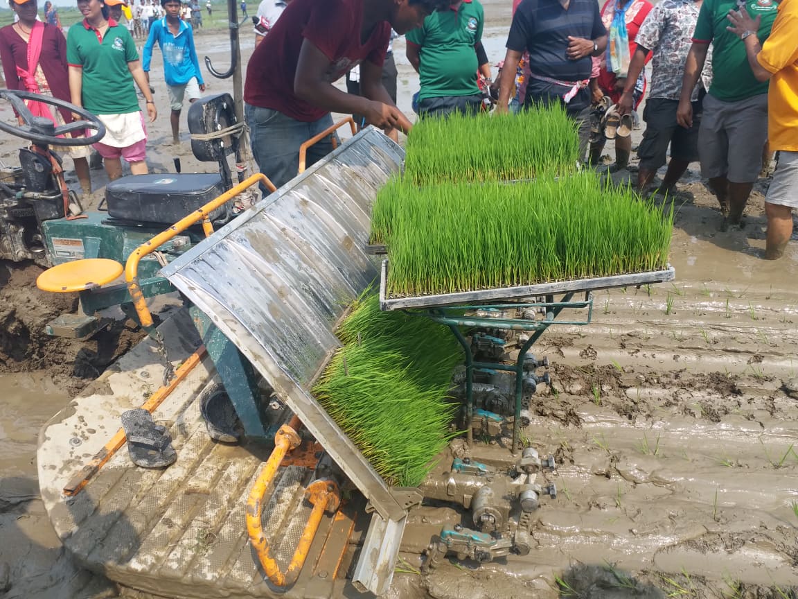 सप्तरीमा शतप्रतिशत धान रोपाइँ, ९०० बिघा डुबानमा