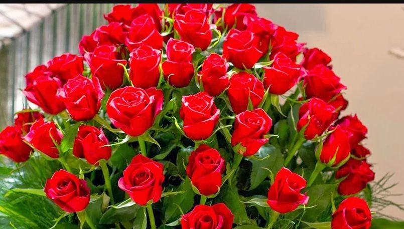 Rose stems worth Rs 15 million being imported for Valentine’s Day