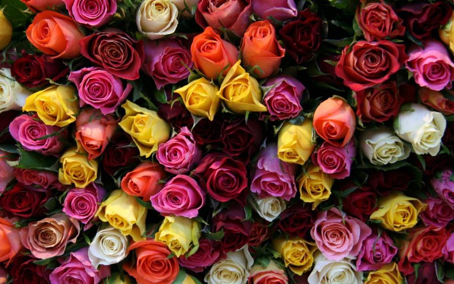 ROSE DAY: कुन रङको गुलाब के को प्रतिक ?