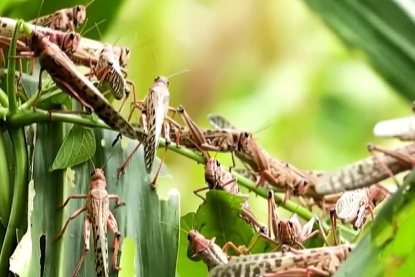 Locust to be bought for 100 rupees per kg