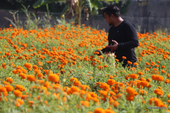 PHOTOS: Marigold in full bloom