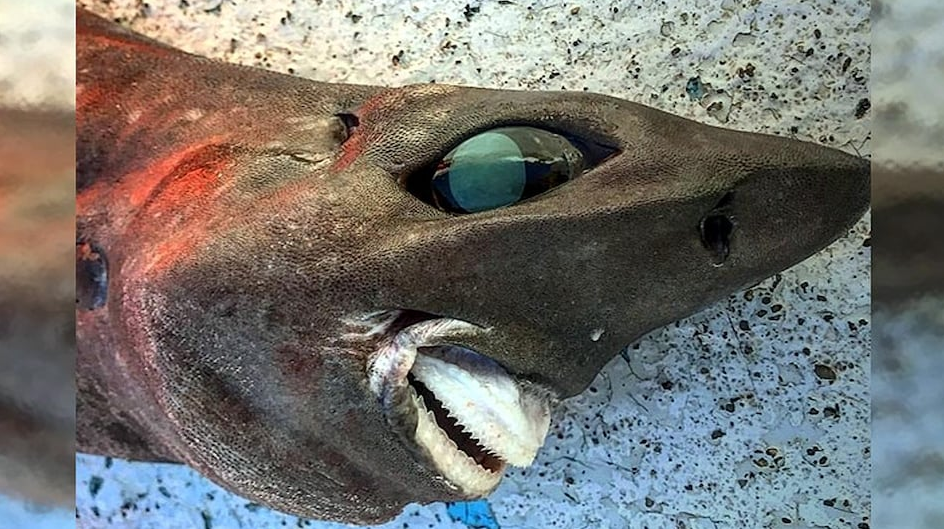 ढुङ्गाजस्तो शरीर, गुच्चा जस्तो आँखा : समुद्रमा भेटियो दुर्लभ प्रजातिको डरलाग्दो ‘शार्क’