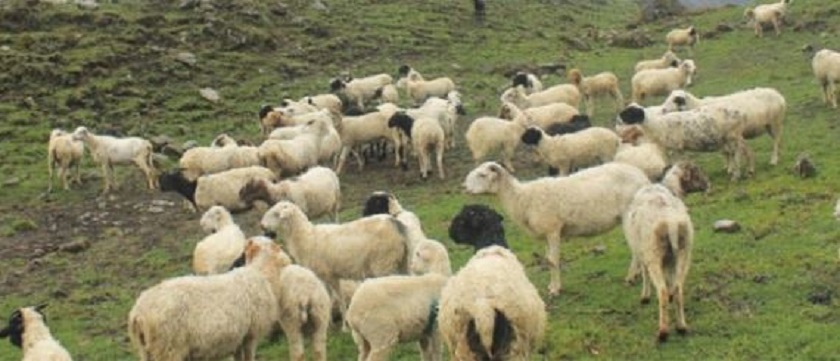 जुम्लामा चट्याङ लागेर २१७ वटा भेडा मरे, २६ लाख बराबरको क्षति