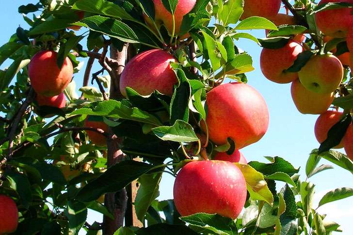 Commercial apple farming begins in Gorkha