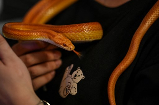 Raccoons to snakes: Shanghai animal cafes expand to exotics