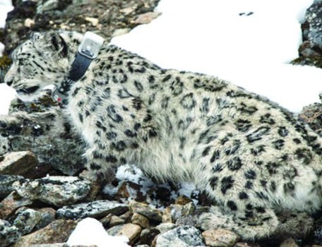 Snow leopards fitted with ‘satellite GPS collar’