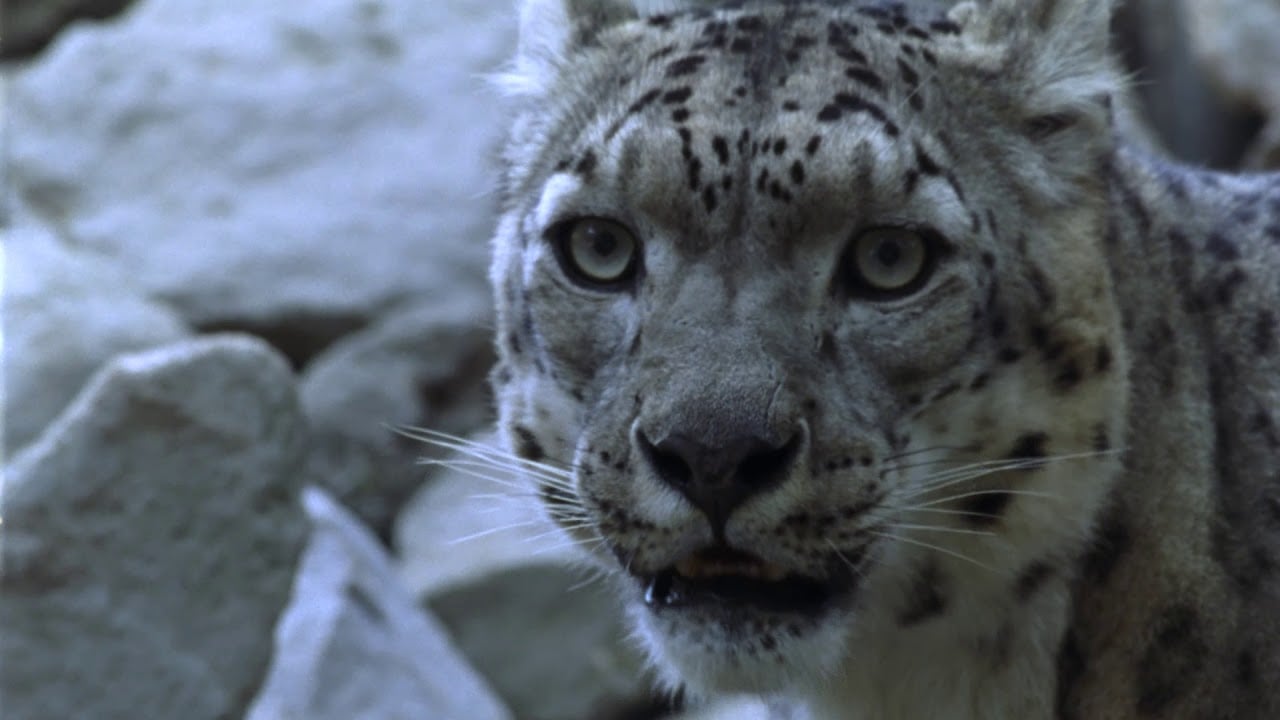 Survey reveals presence of 120 Snow Leopards in Dolpa