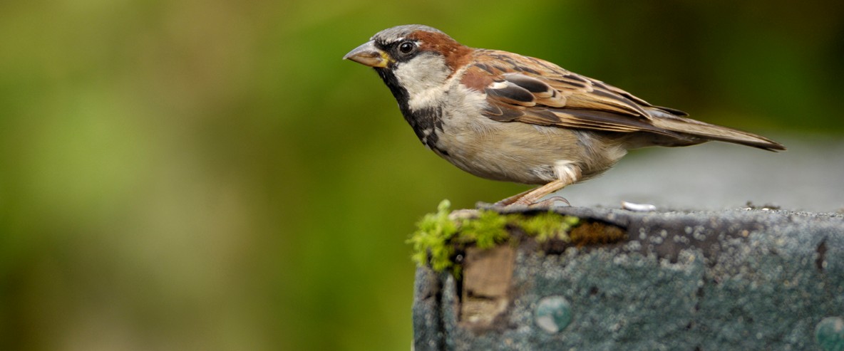 Sparrows begin feeling the heat of climate change and pollution