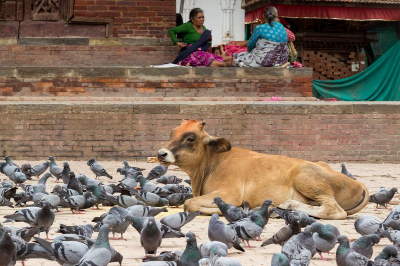 KMC to provide for animals and birds during calamity
