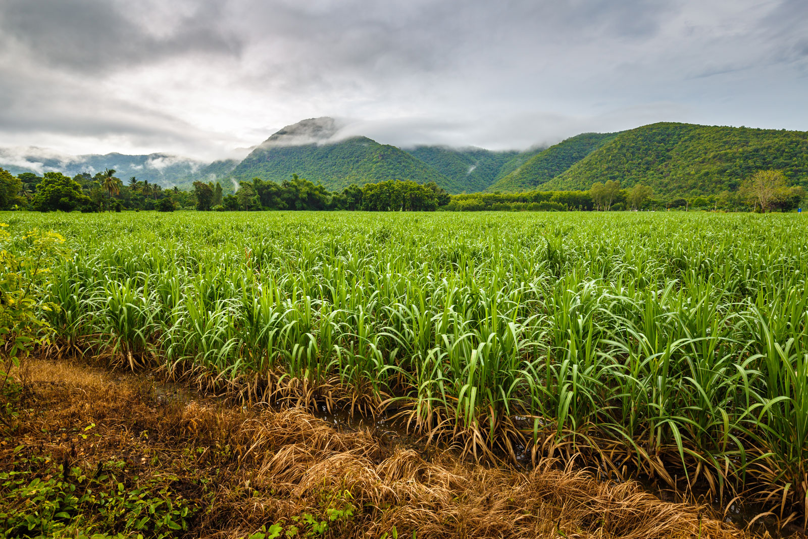 Sugarcane farmer dies before he could receive his dues