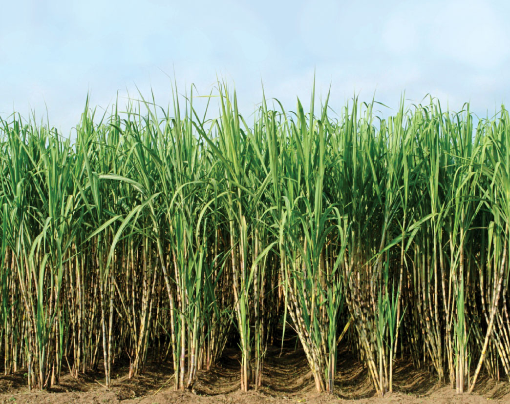 Sugarcane farming declines in Mahottari