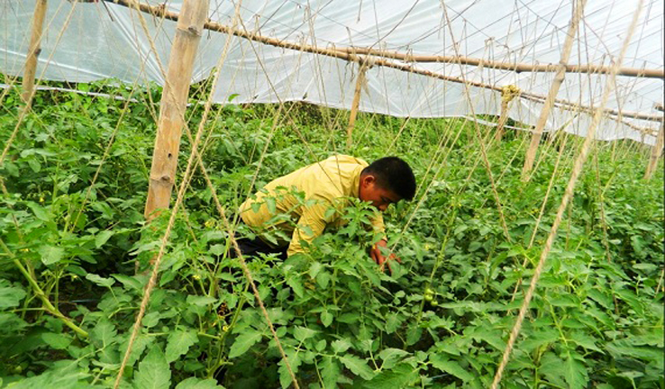 युवा तरकारी खेतीमा रमाउँदै, बारीबाटै हुन्छ बिक्री