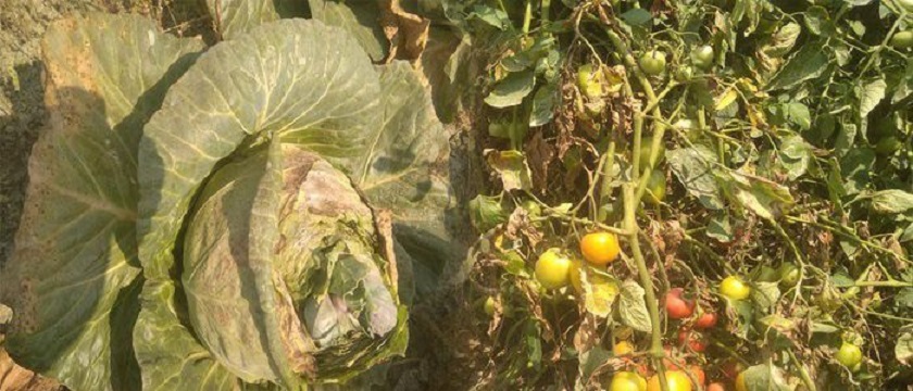 COVID-19 prohibitory measures end in huge loss for Bhaktapur vegetable farmers