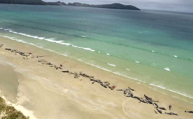 145 whales die on remote New Zealand beach