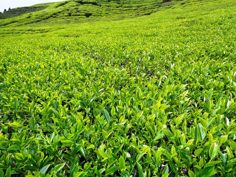 Tea manufacturers, local government in quarrel