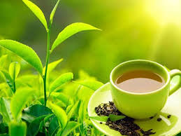 CTCF to offer training for enhancing tea quality