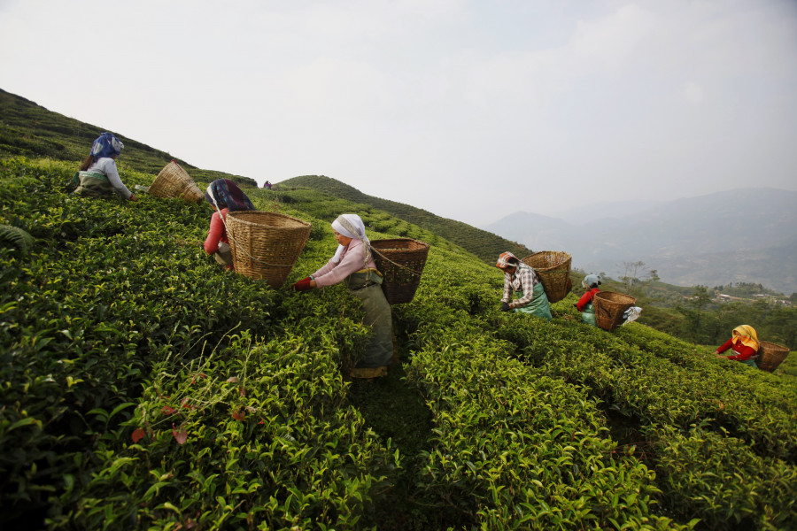 Favourabe weather helps improve tea production