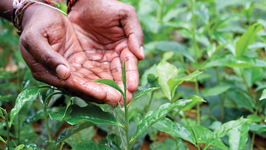 Harvesting of tealeaves for this season begins