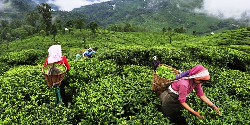 Tea workers warn of launching agitation