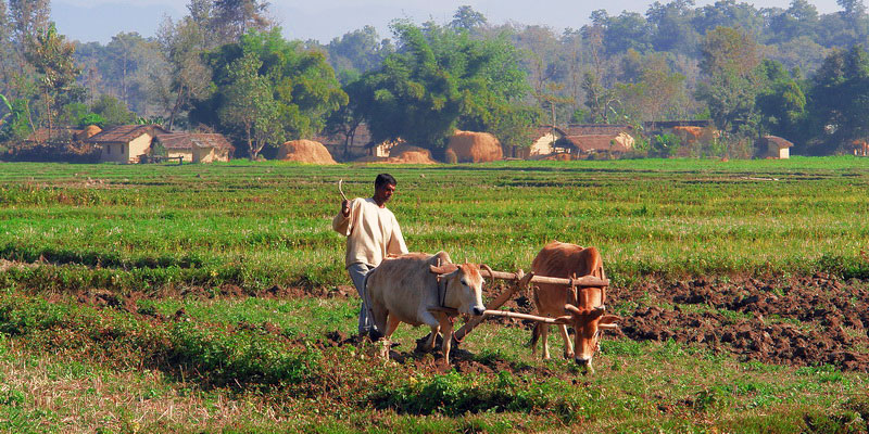 Farmers in Bardiya hit hard by lockdown