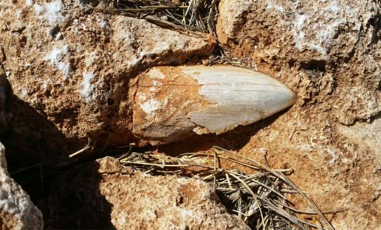 Ancient giant shark tooth goes missing in Australia