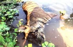 Royal Bengal Tiger found