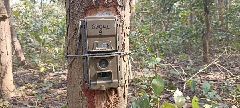 बाघ गणनाका लागि राखिएको क्यामेरा चोरी