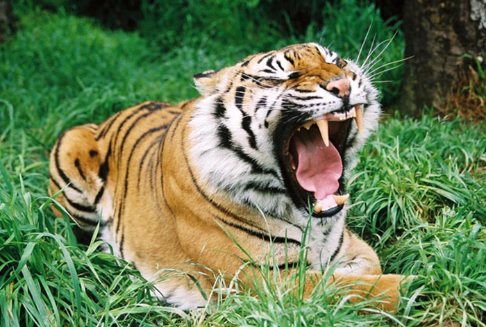 One killed in tiger attack