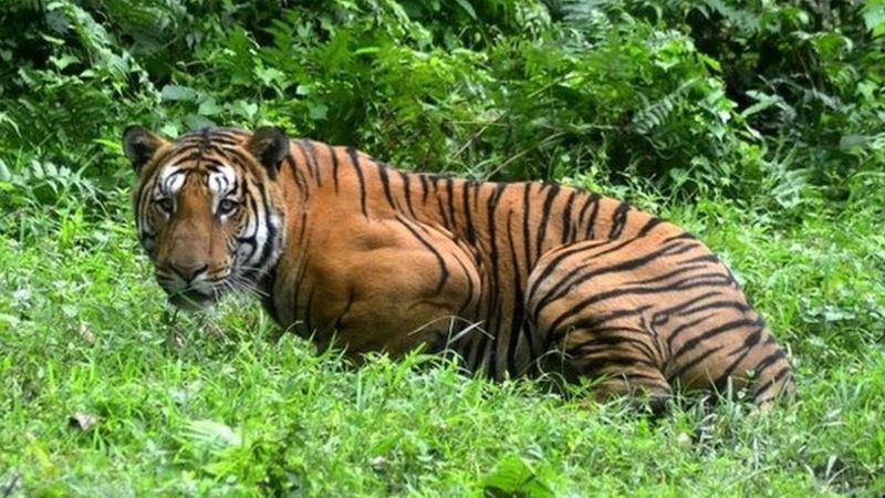बाघ संरक्षणमा उत्साहजनक उपलब्धि, मानव–बाघ द्वन्द्व भने भयावह