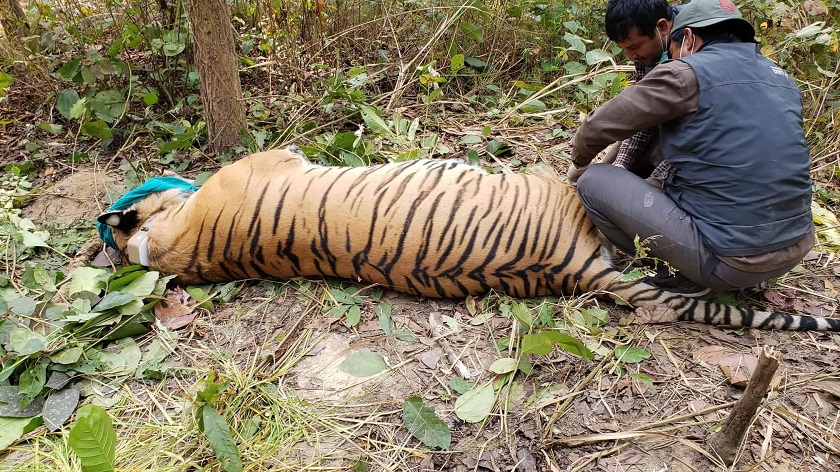 चितवन राष्ट्रिय निकुञ्ज र आसपासका क्षेत्रमा सात वर्षमा ३० बाघ मरे