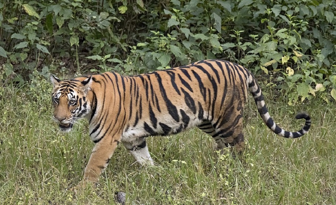 भारतमा बाघको सङ्ख्या तीन हजार ६०० भन्दा बढी